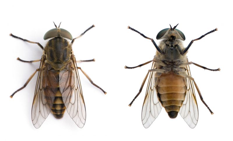 Fly Pest Control in Rockwall, TX
