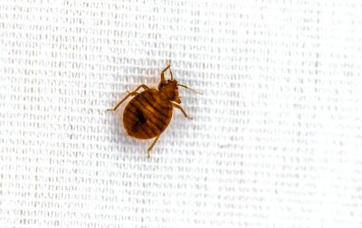 Remove Bed Bugs or Other Pests in Your Mattress!